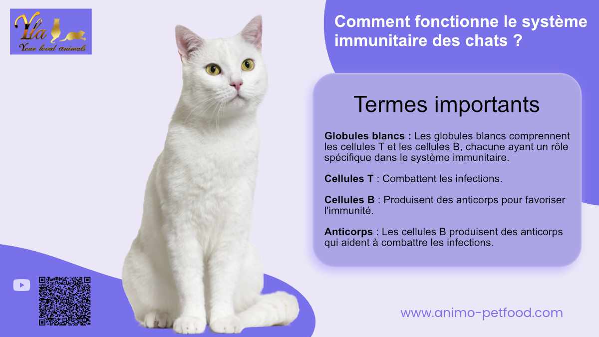 systeme-immunitaire-des-chats-et-allergies